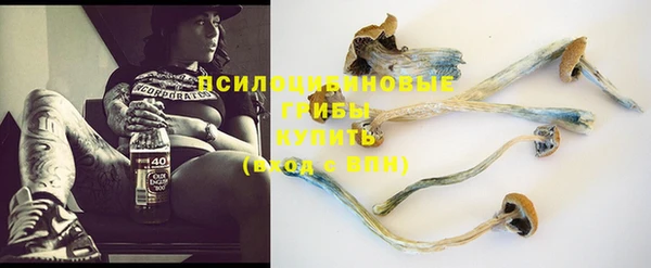 индика Богданович