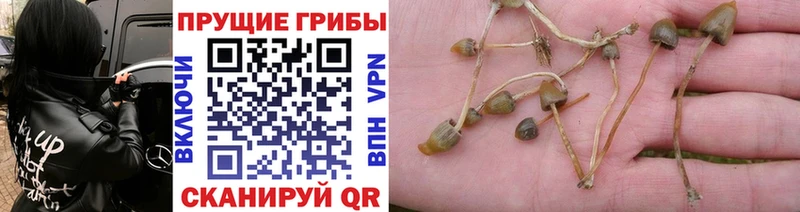 Купить  Очёр  Галлюциногенные грибы Psilocybe 